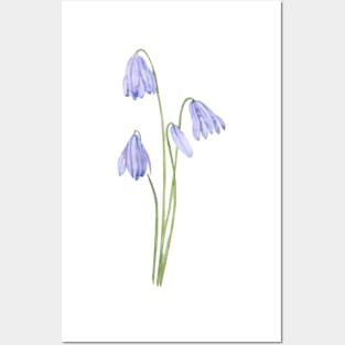 purple scilla siberica watercolor flowers Posters and Art